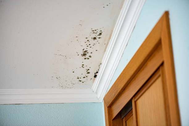 Mold Documentation for Insurance Claims in Chesterton, IN